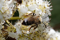 Andrena
