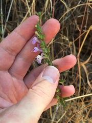 Sairocarpus vexillocalyculatus