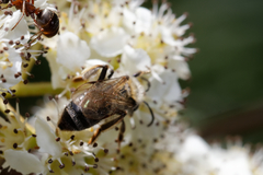 Andrena