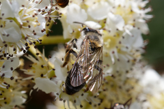 Andrena