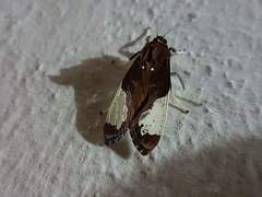 Bertholdia