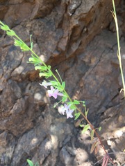 Sairocarpus vexillocalyculatus