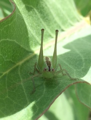 Conocephalus brevipennis