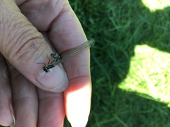 Coenagrion hastulatum