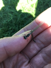 Coenagrion hastulatum