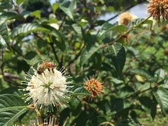Cephalanthus tetrandra