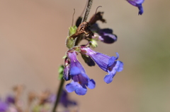 Penstemon subserratus