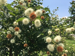Cephalanthus tetrandra