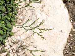 Limonium minutum