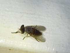 Leucotabanus annulatus