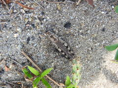 Psinidia fenestralis