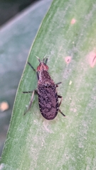 Euthycera cribrata