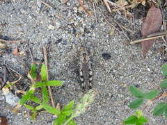 Psinidia fenestralis