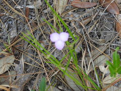 Callisia graminea