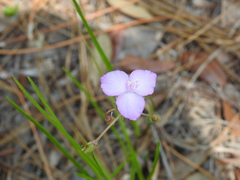 Callisia graminea