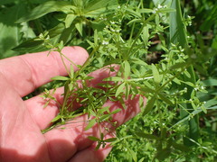 Galium tinctorium