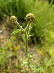 Centaurea salonitana