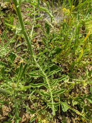 Centaurea salonitana