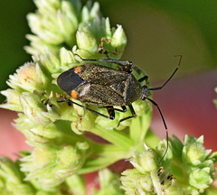 Closterotomus cinctipes