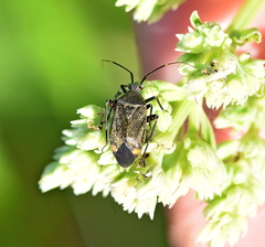 Closterotomus cinctipes