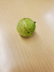 Amphibolips quercusinanis