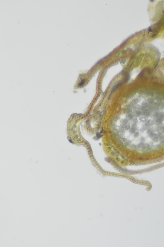Image of Spreading-leaved Grimmia by no rights reserved