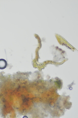 Grimmia ramondii