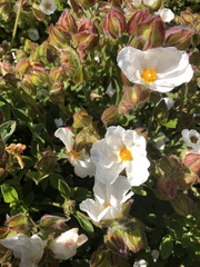Cistus × hybridus
