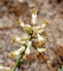 Astragalus pomonensis