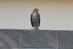 Accipiter cooperii