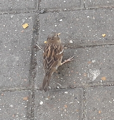 Passer domesticus