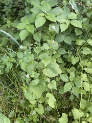 Alliaria petiolata