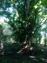 Bravaisia integerrima