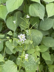 Alliaria petiolata