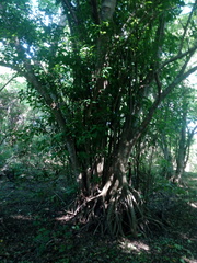 Bravaisia integerrima