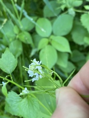 Alliaria petiolata