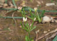 Centaurium discolor