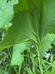 Alliaria petiolata