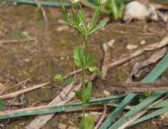 Centaurium discolor