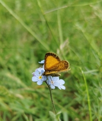 Isturgia limbaria