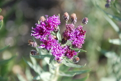 Vernonia marginata