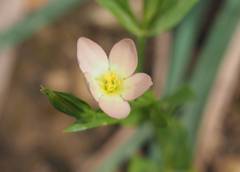 Centaurium discolor