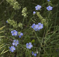 Linum perenne
