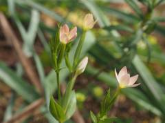 Centaurium discolor
