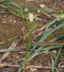 Centaurium discolor