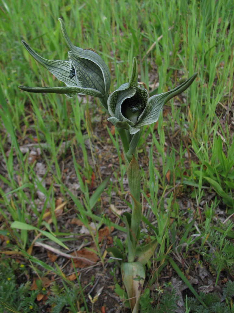 Chloraea grandiflora