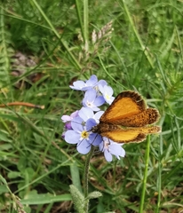 Isturgia limbaria