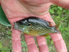 Lepomis gibbosus × cyanellus