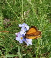 Isturgia limbaria