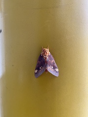 Citheronia bellavista